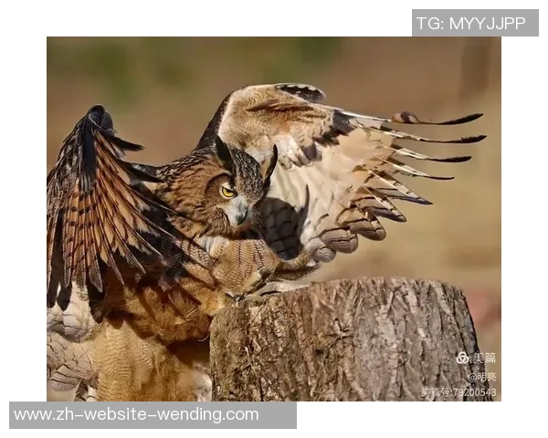 苍鹰与雕的巅峰对决谁才是天空之王的真正霸主